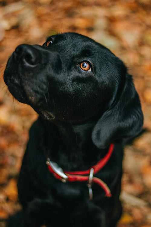 Black Lab