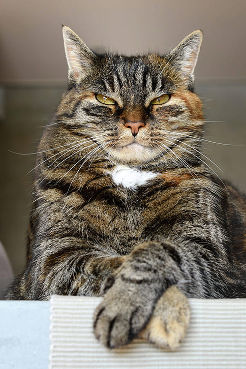 Cat Paws