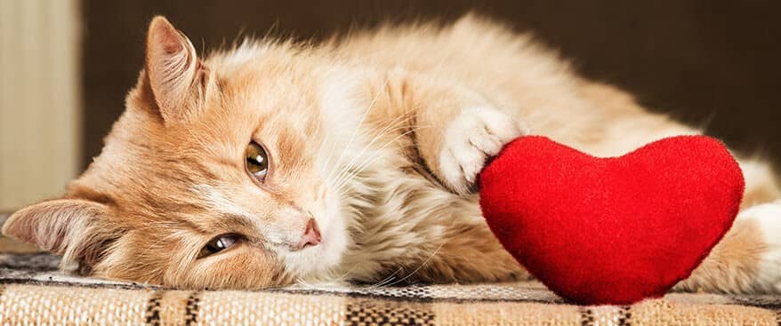 Cat Heart Photo