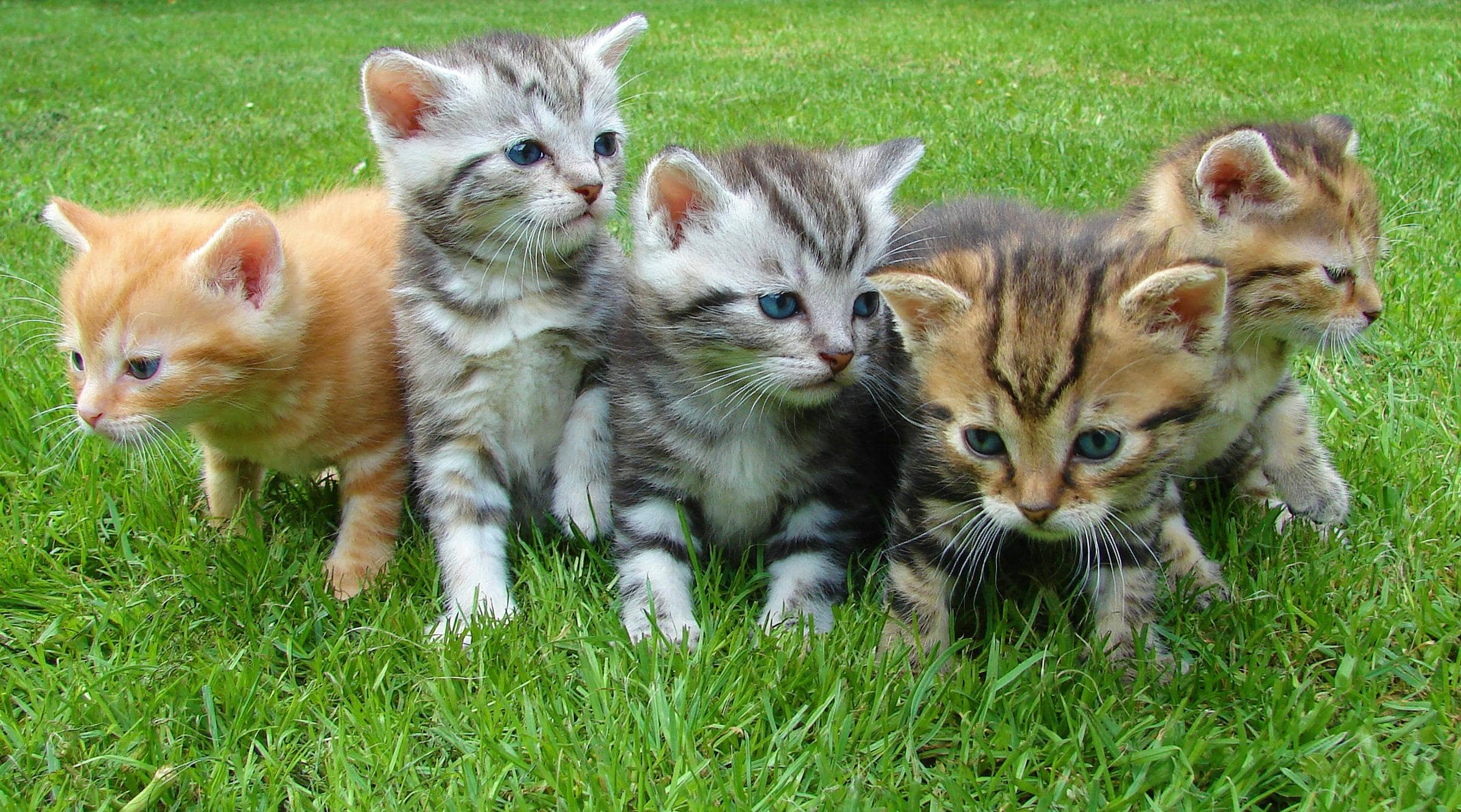 Several Cats Photo