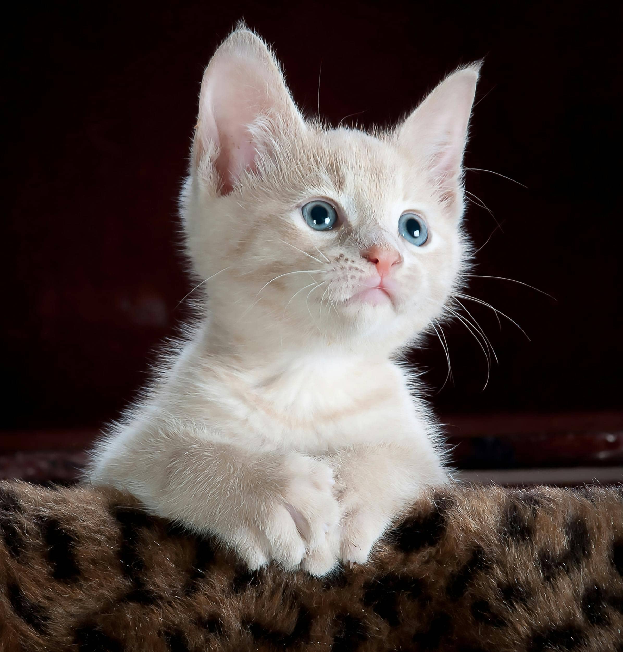 Cat Photo