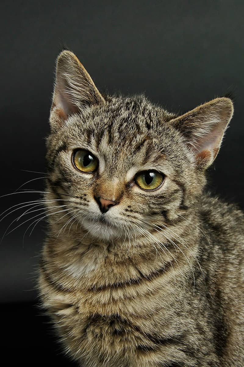 Cat Photo