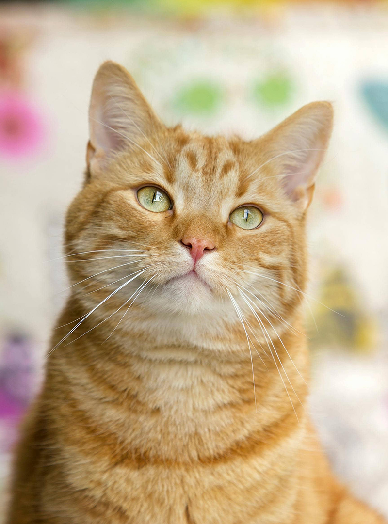 Cat Photo