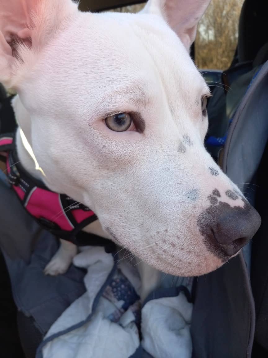 White Dog Photo
