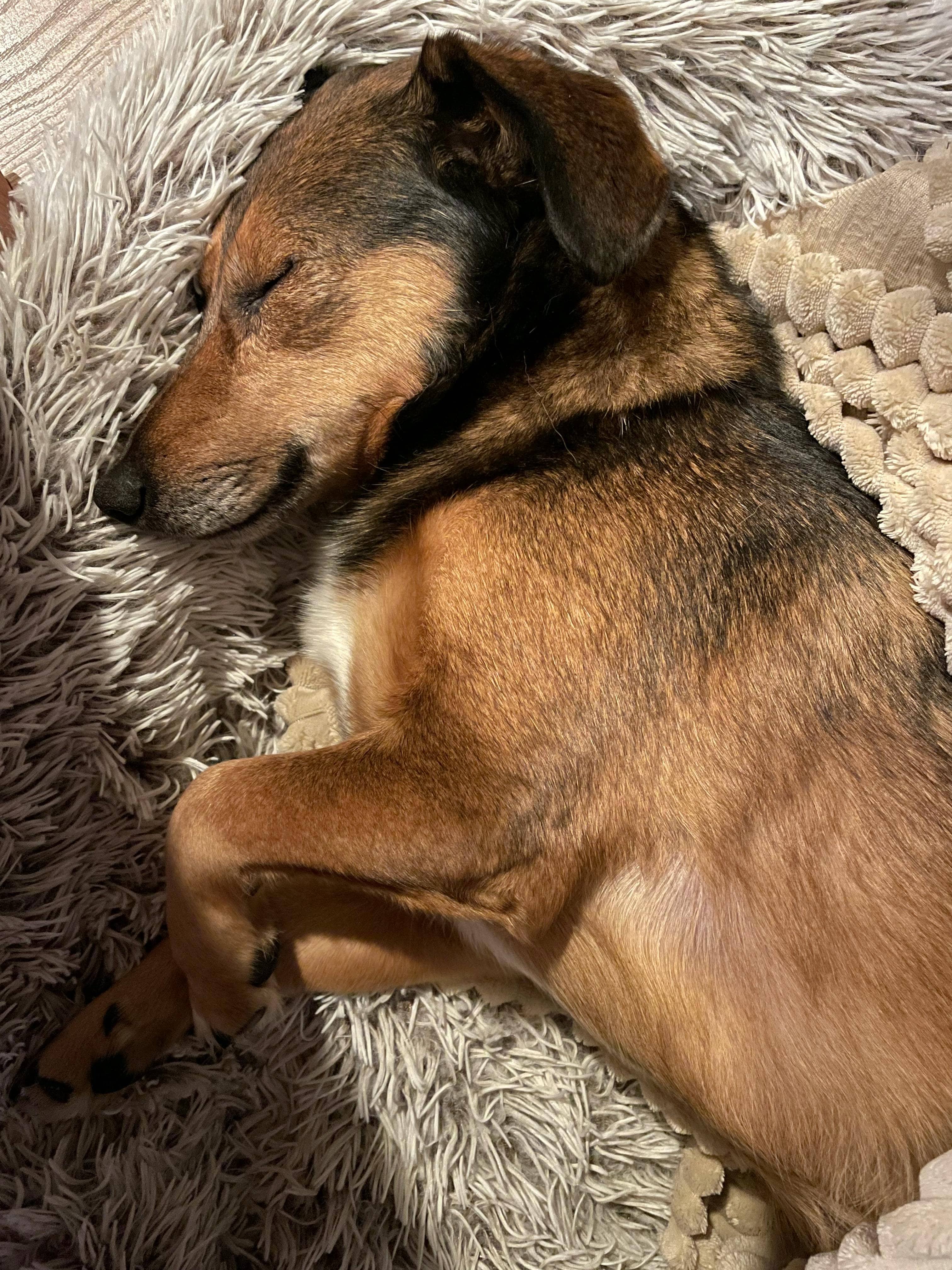 Dog Photo