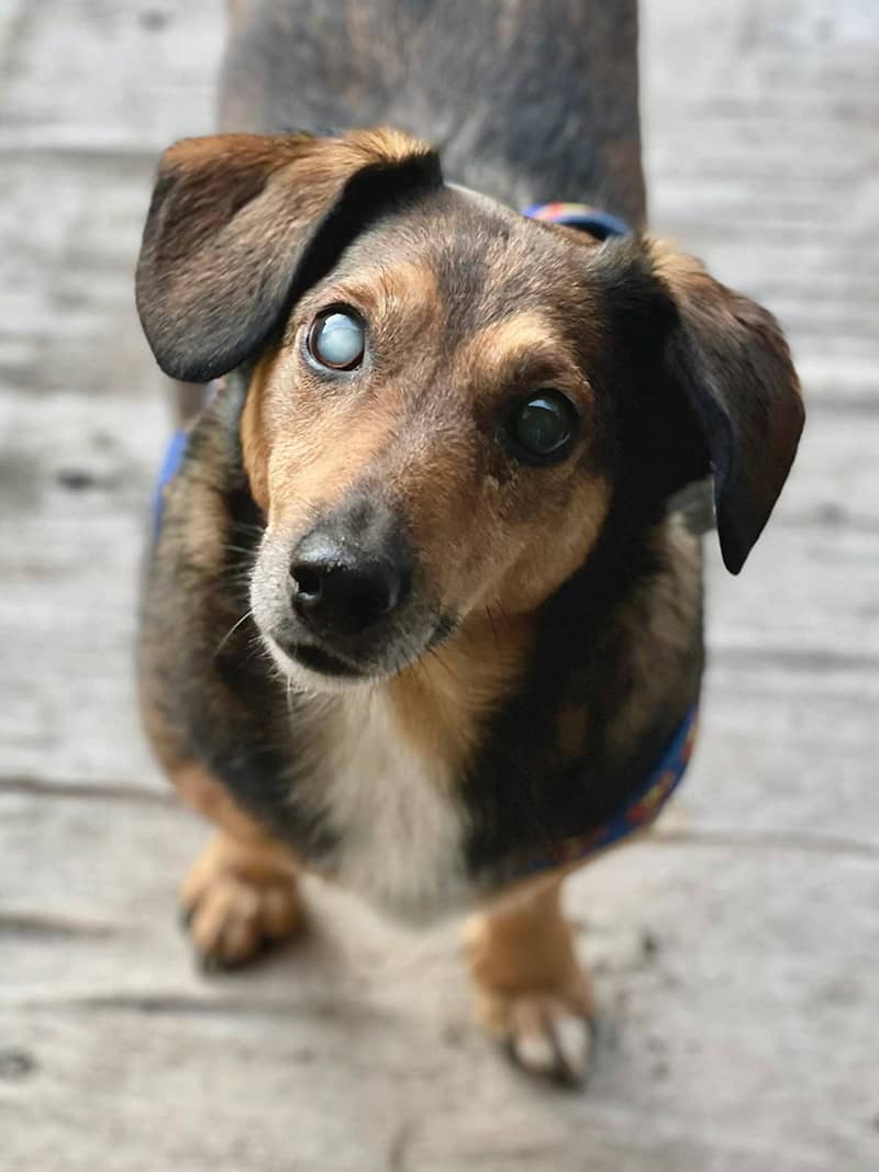 Dog Photo