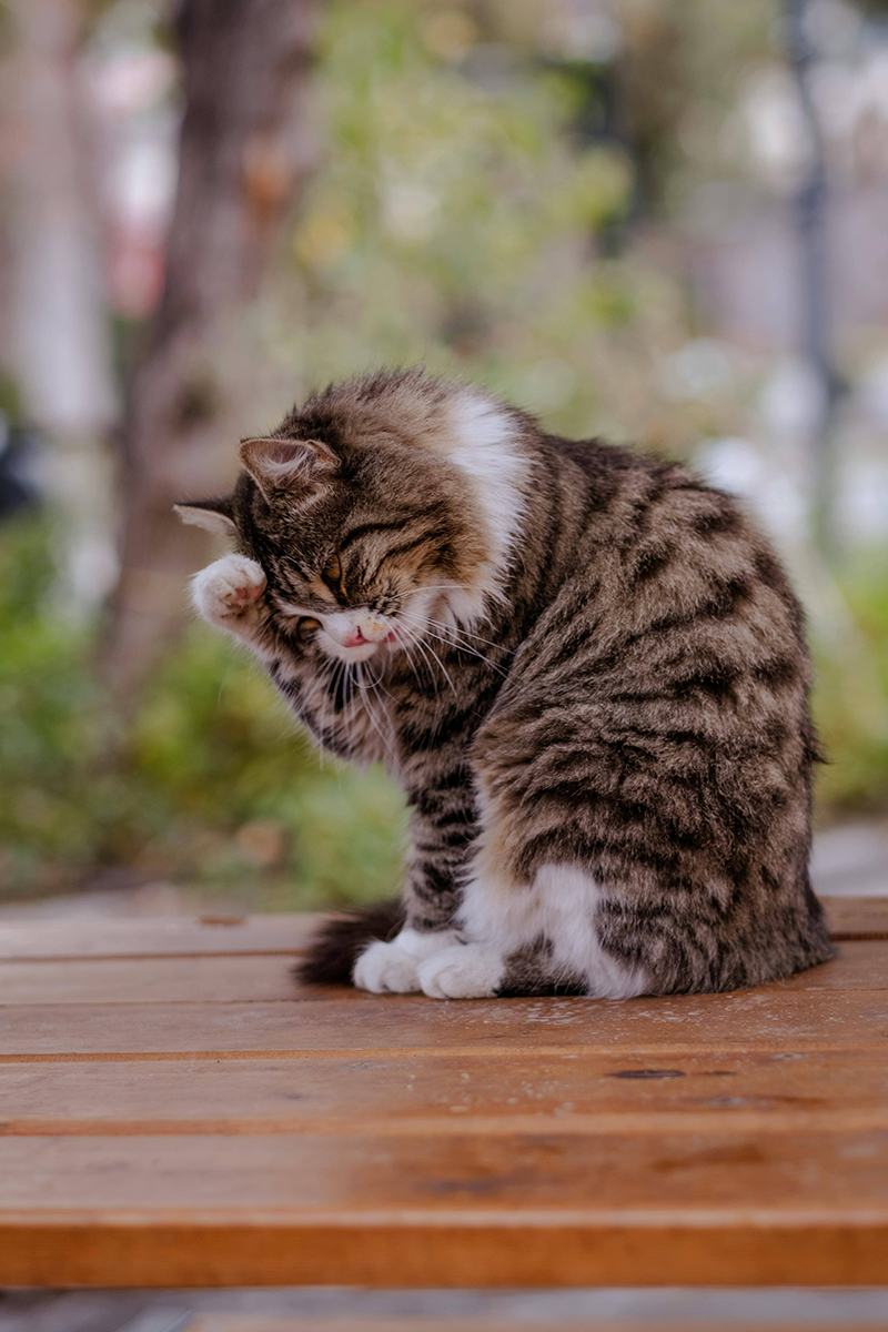 Cat Photo