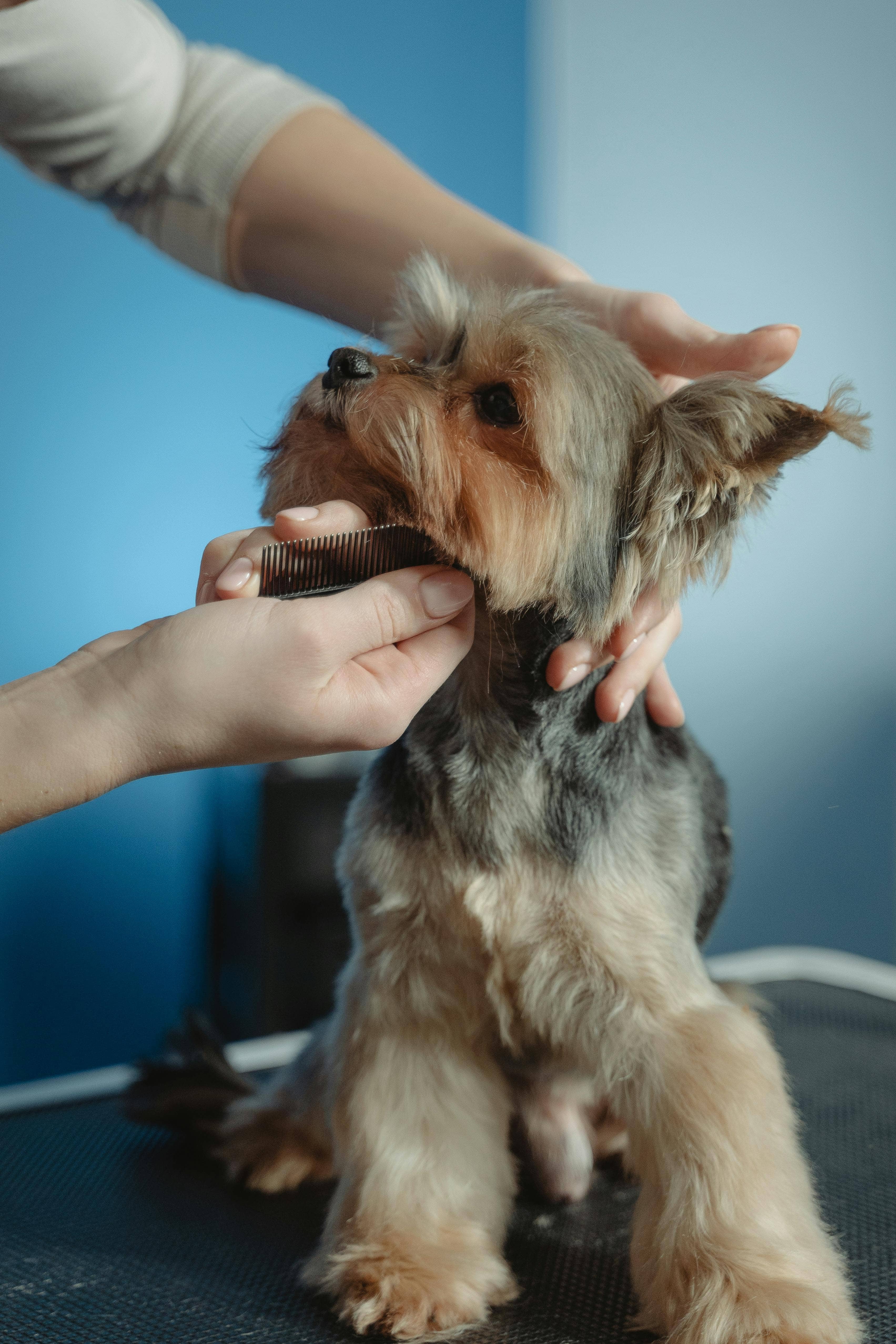 Yorkie Photo