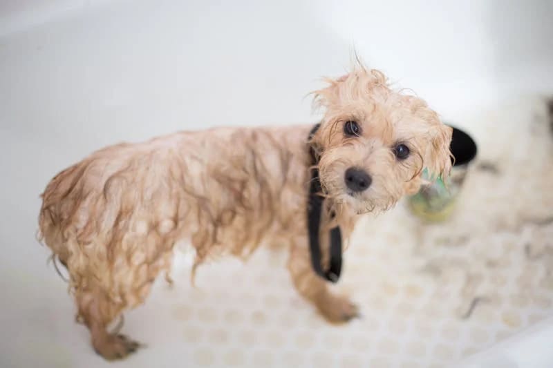 Yorkie Just Bathed
