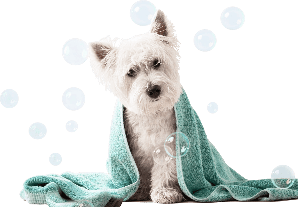 Yorkie Shampoo Image